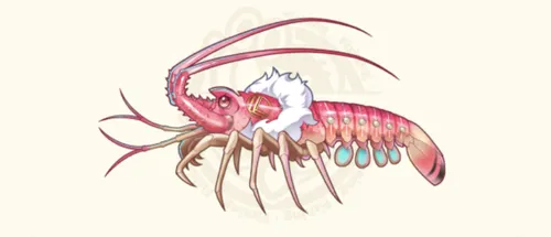 可愛伊勢海老